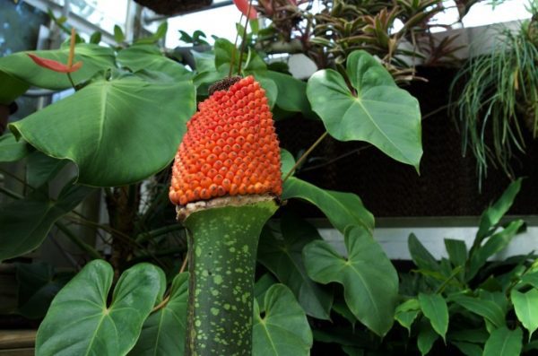 Titan Arum Berries