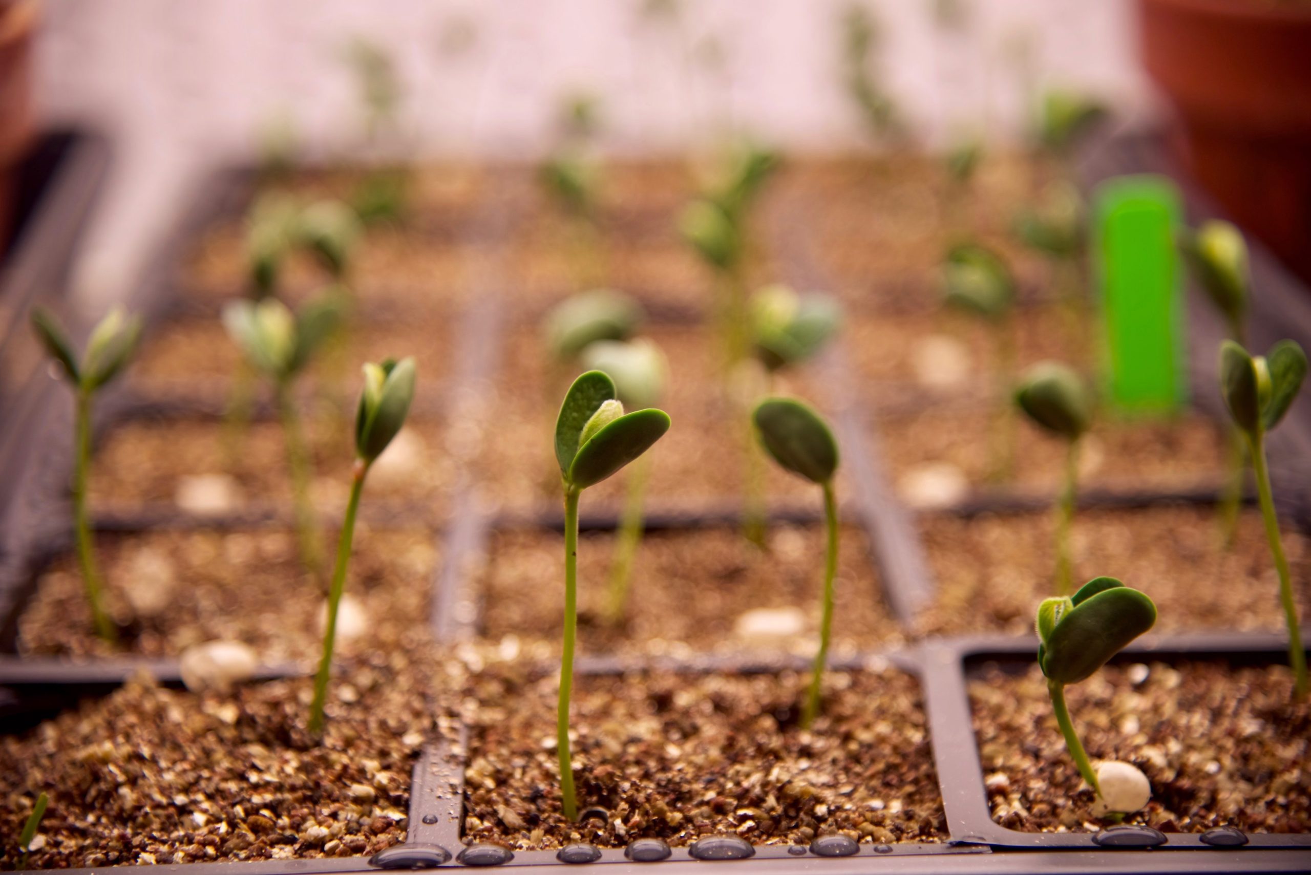 soybeans in small containers