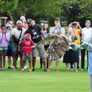 The rehabilitated red-tailed hawk was released to campus. Photo: Scott Deyo.