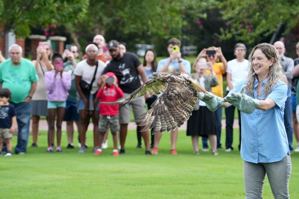 Carolina Raptor Center hospital staff release a red-tailed hawk onto campus.